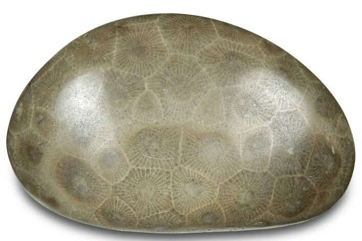 Polished Petoskey Stone (Fossil Coral) - Michigan #322967